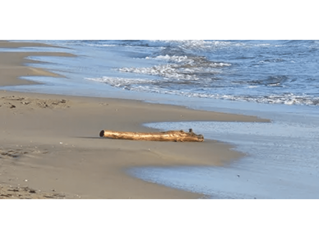 rs=w_1280 (3)-6 A log on the beach with waves coming in.