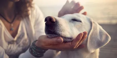 A person petting a dog 's face while holding it.